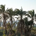 Vaya * Agia Anna (Naxos)